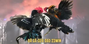 Đá gà cựa dao