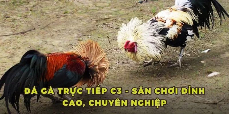 Đá Gà Trực Tiếp C3